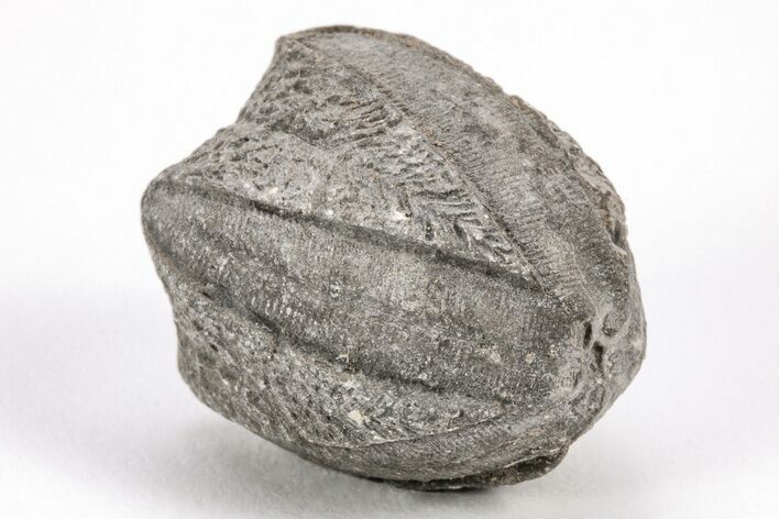 Blastoid (Pentremites) Fossil - Oklahoma #205149